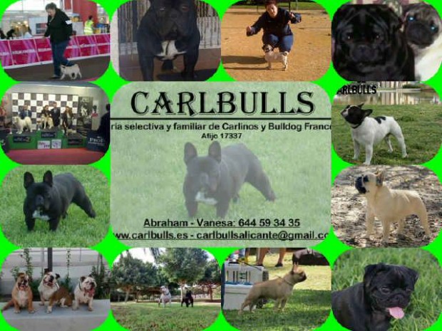 carlbulls